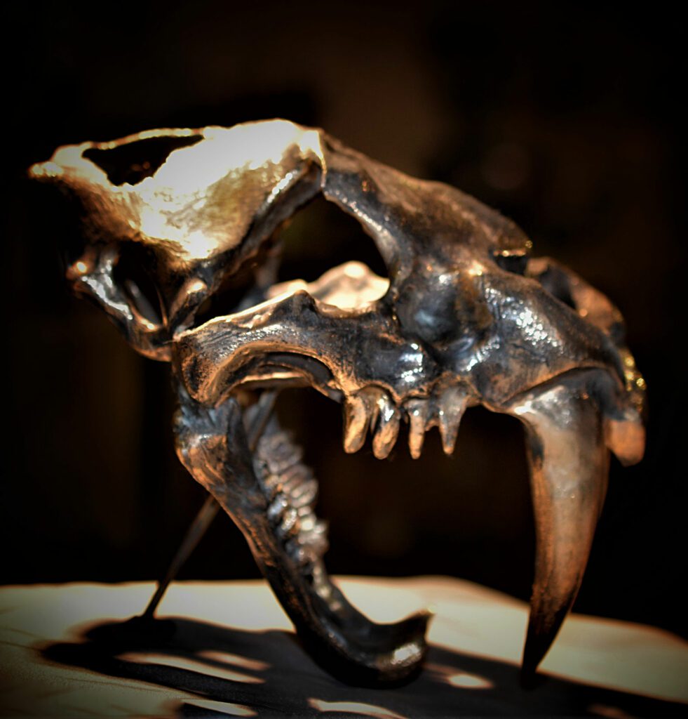 Sculpture Crâne dinosaure "Le tigre aux dents de sabre", créée par le duo de sculptrices Les Hélènes à Antibes - Pièce unique